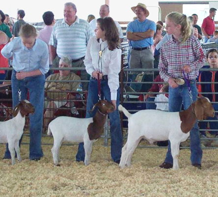 4-H Goat Show