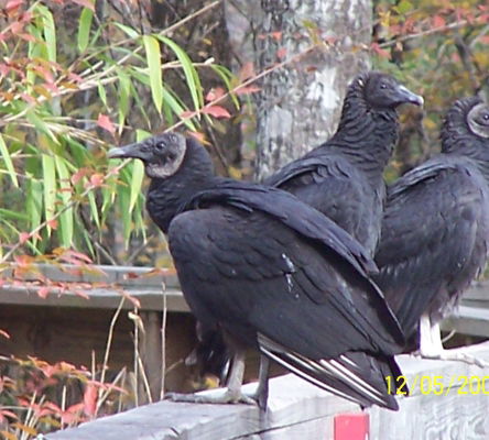 Black Vultures