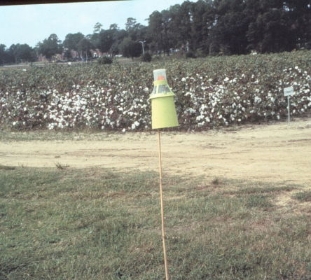 Boll Weevil Trap