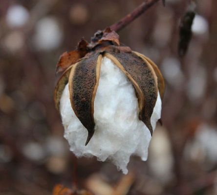 Cotton Boll