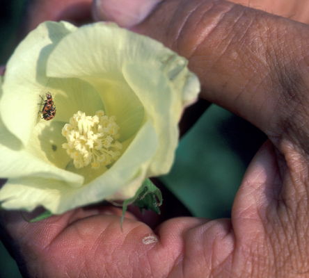Cotton Flower