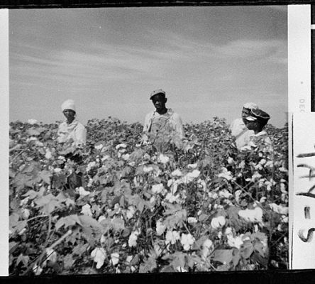 Cotton Harvest