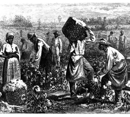 Enslaved Laborers in Cotton Field