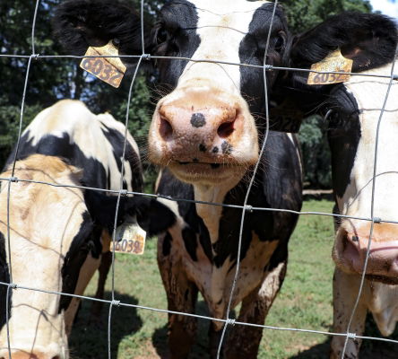 Dairy Cows