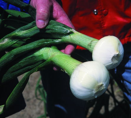 Vidalia Onions
