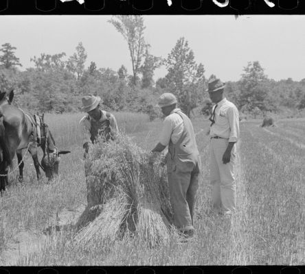 Oat Harvesting