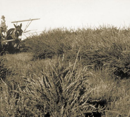 Georgia Experiment Station