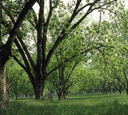 Pecan Orchard, Perry