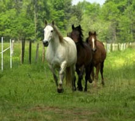 Horse Farm