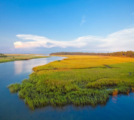 Low Tidal Salt Marsh
