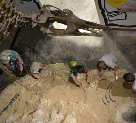 Museum of Arts and Sciences