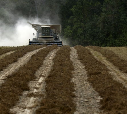 Peanut Harvest