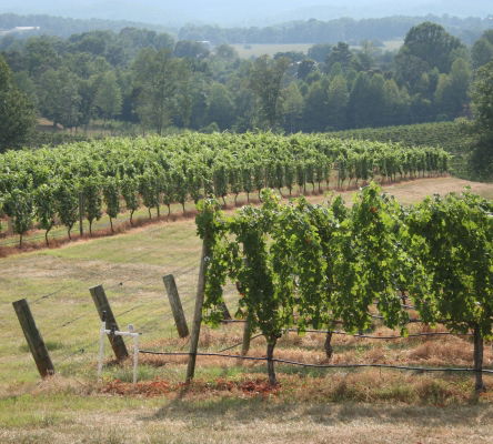 Three Sisters Vineyard