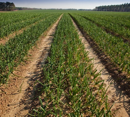 Toombs County Farming