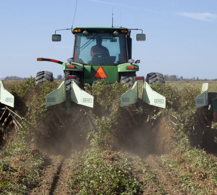 Peanut Harvest