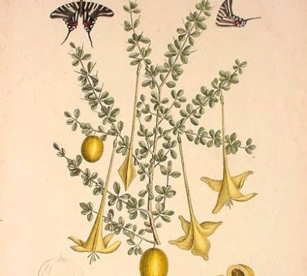 Zebra Swallow-Tail Butterfly